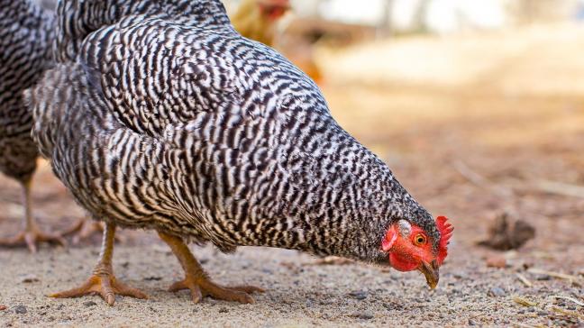 L’origine génétique du plumage barré lié au sexe chez les volailles vient d’être dévoilée par une équipe de chercheurs suédois et français. On retrouve ce plumage chez la Braekel ou chez le coucou de Rennes, par exemple.