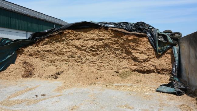 L’ensilage de maïs affiche un OEB négatif
; il est donc plus riche en énergie qu’en protéines.