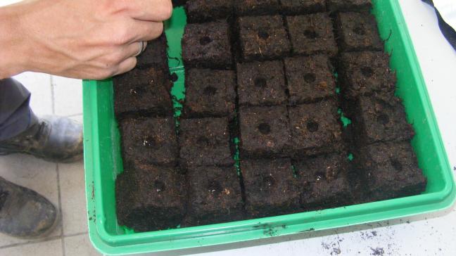 Le semis peut être réalisé directement en mottes pressées ou en godets si nous disposons d'une surface importante sous abri.