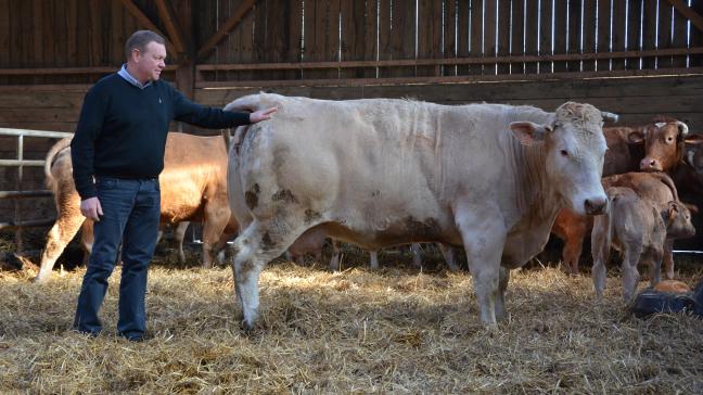 Nicolas Braibant et son épouse élèvent 180
bovins blanc-bleu belges croisés blonde d'Aquitaine, dans un espace entièrement ouvert au public.