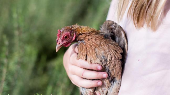 Prendre soin des animaux, l’un des bienfaits que les personnes fragilisées peuvent trouver à la ferme.