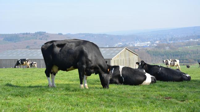 Le méthane produit par les éructations des vaches représente 70 % du méthane entérique émis par le secteur agricole. Dans une optique durable, il est donc intéressant de chercher des solutions pour diminuer ces émissions.