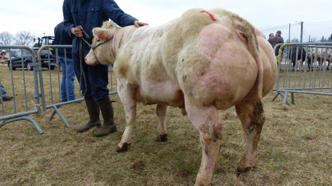 Albatre des 3 Frontières (2648 X Mouton), 1er prix des taureaux de 10 à 18 mois, à Philippe & Nicolas Bechet, Halanzy.