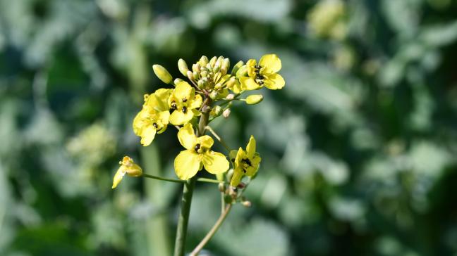 Stimulée par des températures estivales, la floraison démarre tandis que les méligèthes surgissent en nombre!