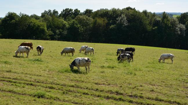 Afin d’avoir une idée du rendement d’une prairie à contraintes, et donc de déterminer comment la valoriser au mieux, il est important de réaliser un relevé floristique.