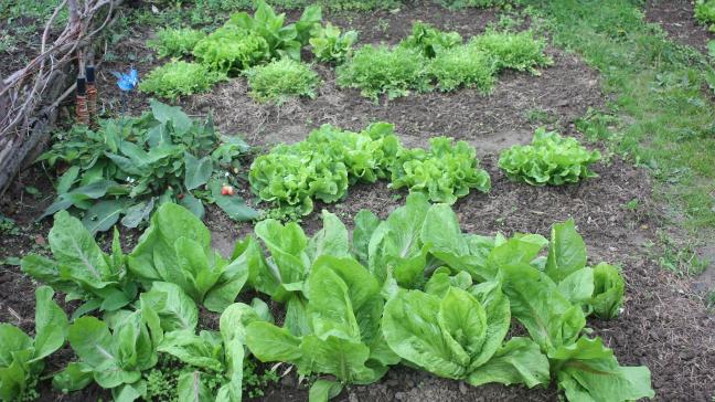 Tout est une question de caractère du jardiner. De l'ordre et de la rigueur donne un cachet différent au potager.