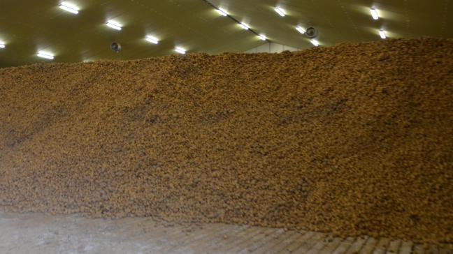 Les hangars chez les producteurs belges contenaient début avril  environ 1,96 million de tonnes de pomme de terre, soit 700.000 tonnes de plus que la moyenne  des 3 dernières saisons.