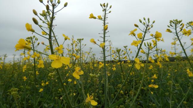 Vue d’un colza en début de floraison. De loin, on n’identifie pas le problème, mais de près, on observe mais des boutons floraux désséchés, sans silique formée !