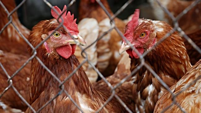 Après l’adoption de ce texte, l’installation ou la mise en service de cages pour l’élevage de poules pondeuses sera interdite. Les élevages existant devront, eux, mettre fin à leurs activités d’ici 2028.