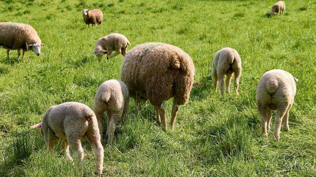 flock-of-sheep-3367039_1920