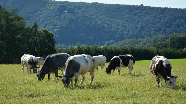 Selon l’étude Gondola, le Blanc Bleu Belge reste toujours la race bovine la plus connue pour les Belges.