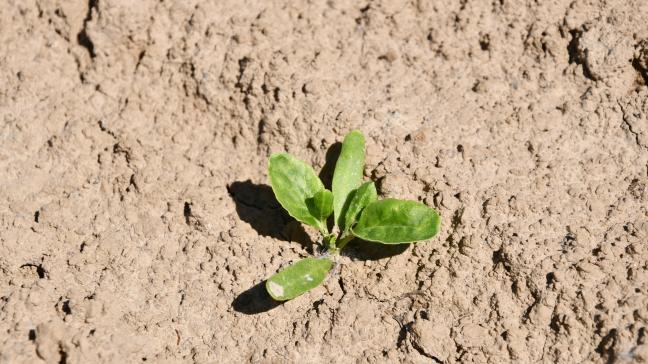 À partir du stade 4 feuilles, des herbicides racinaires peuvent être ajoutés au traitement Far pour apporter de la rémanence.