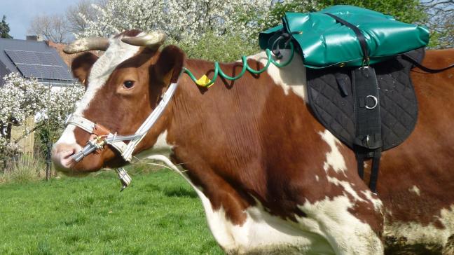 C’est grâce à cet étrange « sac à dos » que les émissions de méthane sont mesurées directement sur la vache  en pâturage.