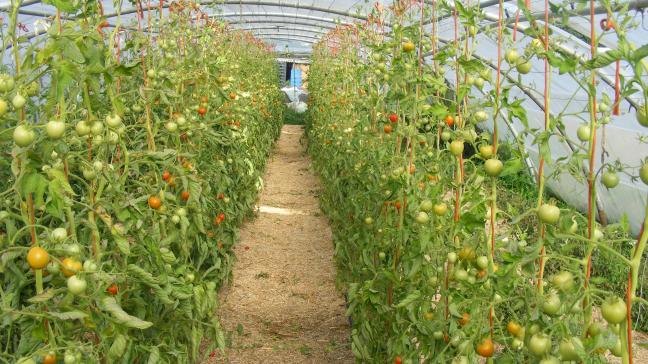 En limitant les arrosages en fin de culture de la tomate, nous retardons un peu la maturation de fruits. Cela peut être intéressant pour économiser l
