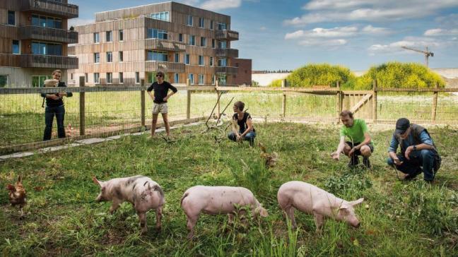 À Gand, des éleveurs récupèrent les déchets alimentaires de la grande distribution pour nourrir leurs porcs. La viande est ensuite étiquetée  comme contributrice à la réduction des déchets alimentaires.  Et ça marche!