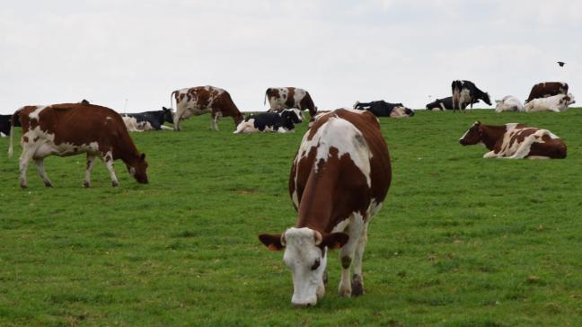 Le bénéfice semi-brut des superficies fourragères consacrées à la production laitière comptabilise une hausse moyenne de 30
%.
