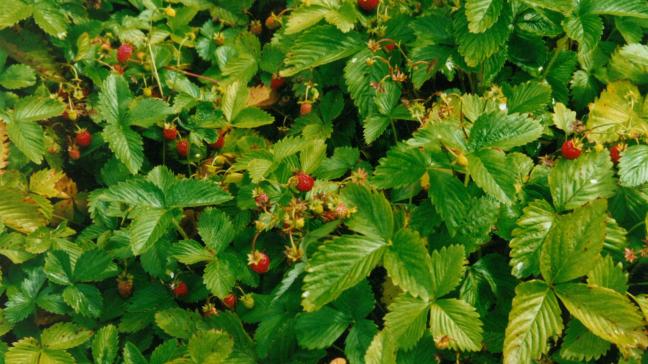 Fragaria vesca, le fraisier des bois, produit un fruit très parfumé, d’environ 1 g et se détachant facilement du calice.