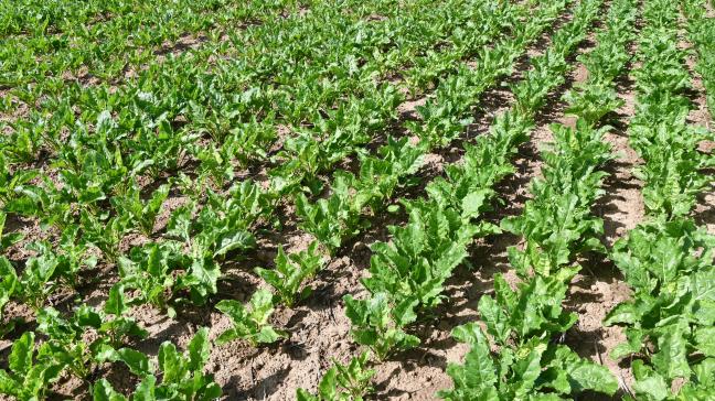 Les betteraves ferment les lignes dans les premiers semis et s’en approchent dans les semis moins précoces.