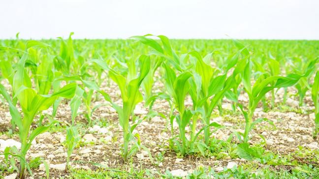 cornfield-1365892_1920