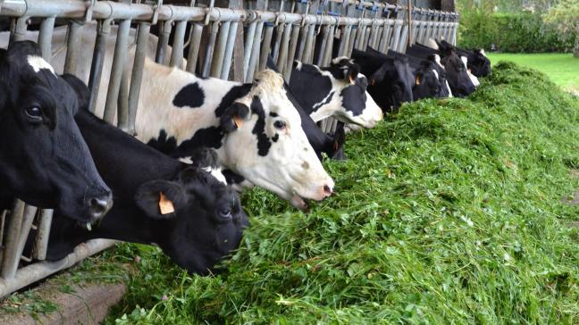 Grâce à son logiciel Salve, RumeXperts peut détecter précocement les problèmes dans les troupeaux laitiers  et ainsi permettre à l’éleveur d’adapter sa pratique.