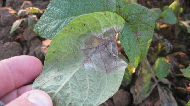 Sur la face inférieure de cette feuille atteinte de mildiou, nous voyons la présence du mycélium blanc du champignon.