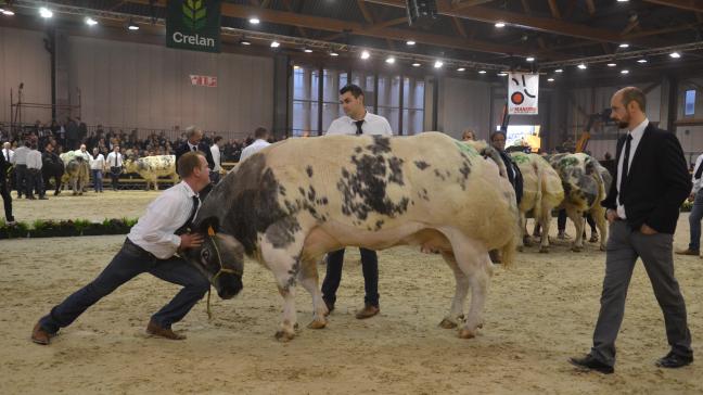 Avec #Welovelivestock, la haute génétique belge pourra encore briller aux côtés de nombreuses démonstrations d’élevage.