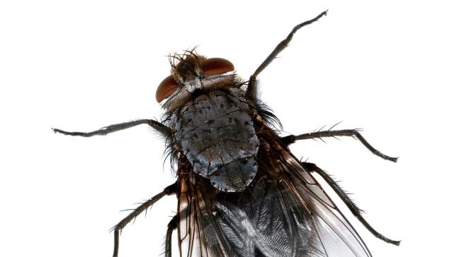 fly-743752_1920