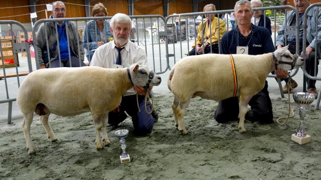 La réserve championne des brebis Texel à J.-C. Degauquier,  et la championne à D. Miroir.