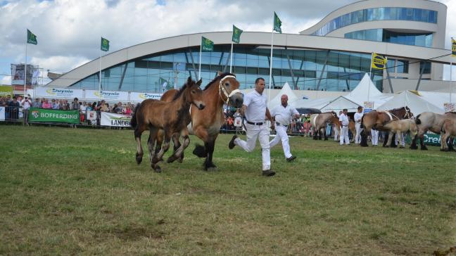 Le Stud-book du cheval de trait ardennais organise son National pour la 85
e
fois.
