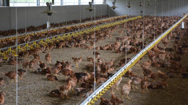La production avicole wallonne pèse 65,8
millions d’euros, soit 3,6
% de la valeur globale 
de la production agricole de la région.