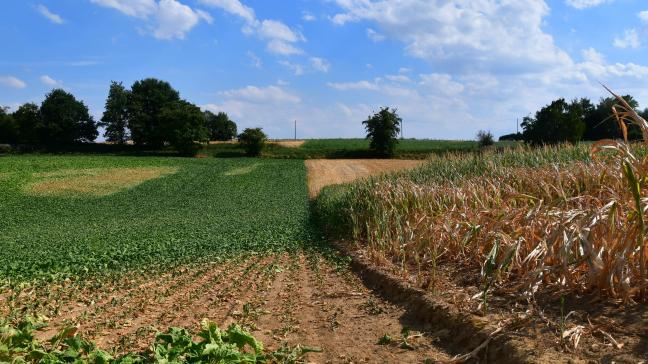 La commission européenne annonce des aides et assouplissements dans le cadre de la pac en lien avec les dommages causés par la sécheresse.