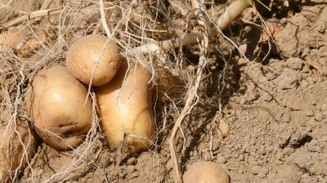 Le retour d’une météo plus fraîche et de pluies relance le fonctionnement des plantes. Le potentiel reste réel pour les parcelles les moins sénescentes en variétés plus tardives (telles que Fontane, Challenger, Markies…).