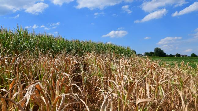 Les techniques de refroidissement de la planète via la géo-ingénierie ne semble pas en mesure de contrer les effets du changement climatique sur la production agricole.