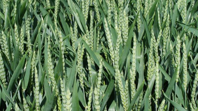 Pas moins de 13 années ont été nécessaires pour parvenir au séquençage complet du génome du blé tendre. Une sacrée prouesse très prometteuse pour l’amélioration variétale.