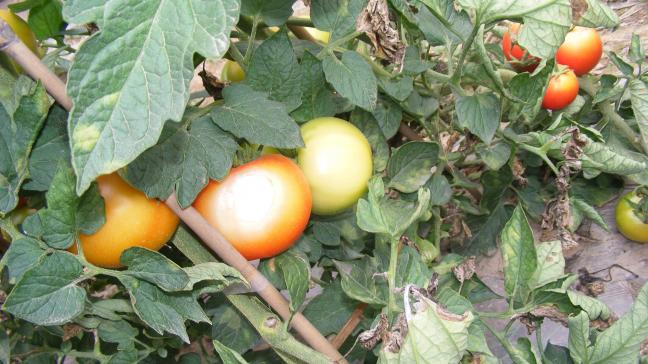 La brûlure du fruit causée par le soleil apparaît déjà sur le fruit encore vert. Un pâlissement du fruit est visible. Les fruits protégés par des feuilles ne sont pas atteints ou le sont moins.