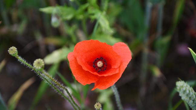 coquelicot 8 juin 2018 DSC_2088