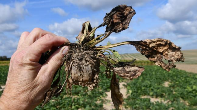 La BBB pointe notamment l’impact de la canicule et de la sécheresse estivale sur le rendement qualifié d’incertain avec de grandes différences régionales.