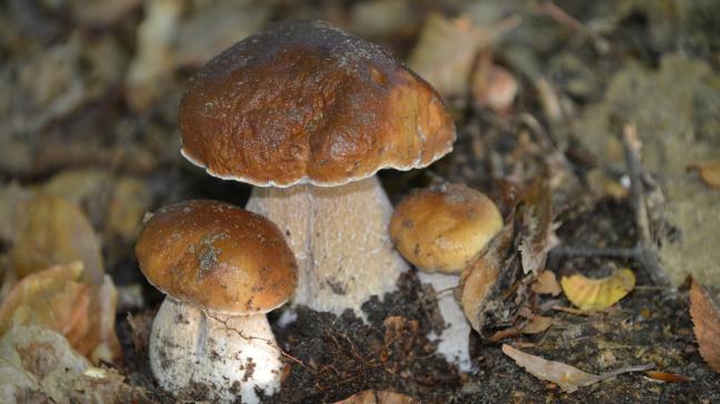 mushrooms-2116480_1920