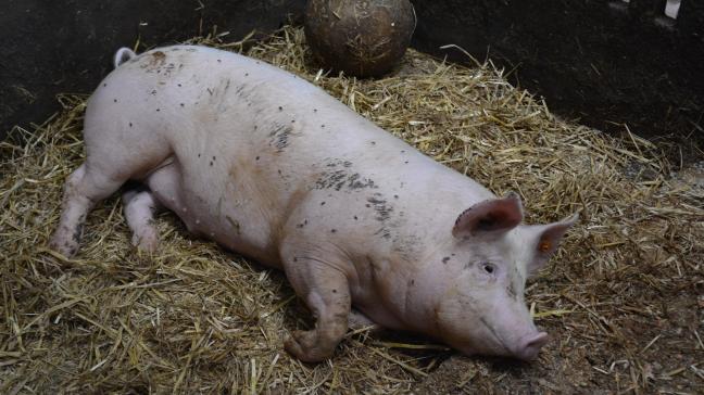 « Le type d'élevage – bio ou conventionnel – sera pris en compte dans le calcul de l’indemnité d’abattage », avance le ministre fédéral de l’Agriculture, Denis Ducarme.