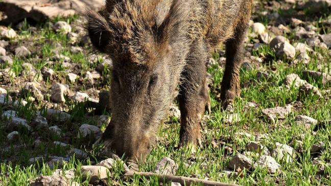 wild-boars-3363615_1920