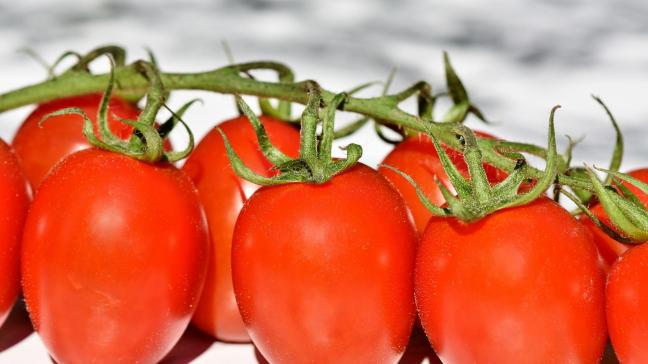 En abaissant la température des légumes récoltés, nous permettons une diminution de leur respiration et de leur transpiration. Mais le froid peut aussi avoir un impact négatif. Ainsi, la pectine se dégrade, entraînant, par exemple, le ramollissement de la tomate sous 10ºC.
