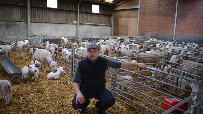 R. Vande Walle abat les agneaux de son propre élevage.