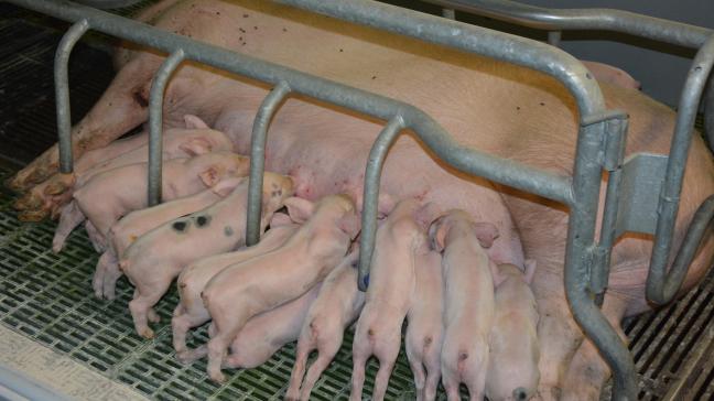 Le cheptel porcin européen se contracte légèrement (-1 %)  tandis que la production de viande s’affiche en hausse de 1,5 %.