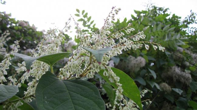 fallopia-japonica-844620_1920