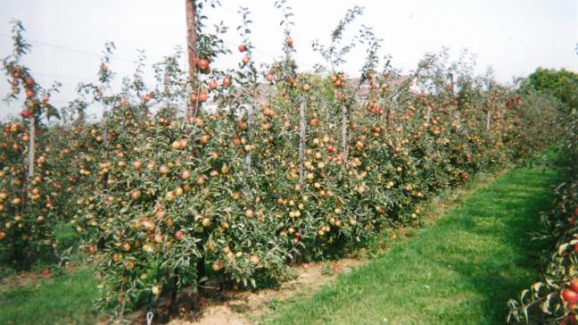 Si le genre Malus compte 33 variétés, on recense 10.000 (voire 20.000) variétés de pommes.