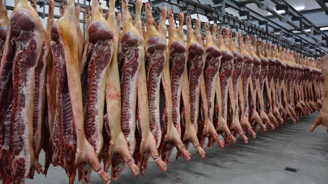 Le respect du bien-être des porcs dans les abattoirs est non seulement imposé par la législation, mais il permet aussi d’éviter d’importantes pertes économiques.