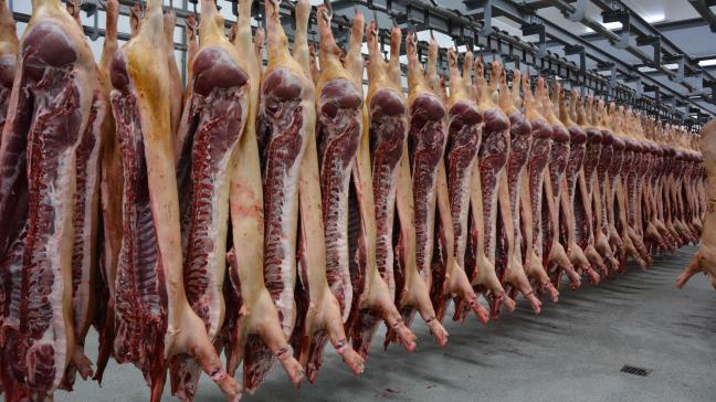 Le respect du bien-être des porcs dans les abattoirs est non seulement imposé  par la législation, mais il permet aussi d’éviter d’importantes pertes économiques.