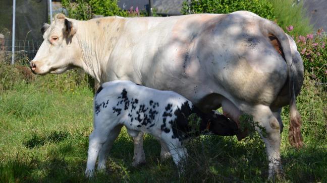 Dans les premières semaines de sa vie, pour atteindre ses besoins alimentaires, un veau a besoin de 8 litres de lait.
