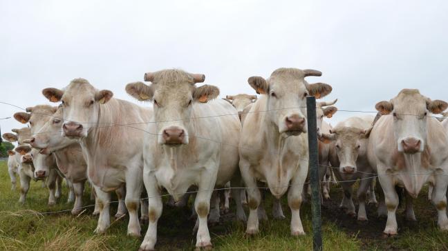 Le 1
er
article du Code du bien-être animal stipule que l’animal est un être doué de sensation, d’émotion et d’un certain niveau de conscience. Il constitue un aspect décisionnel des dispositions prévues et la ligne d’interprétation à suivre pour appréhender les différents chapitres du texte.