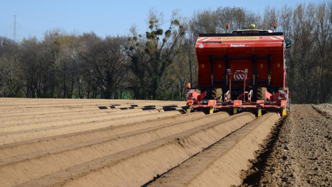 Malgré des prix de contrats en hausse sur le continent pour les variétés à destination  de la transformation, la superficie 2019 de la zone NEPG ne peut pas augmenter  beaucoup plus dû au manque de plants.